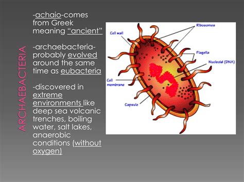 PPT - Kingdom Archaebacteria PowerPoint Presentation, free download ...