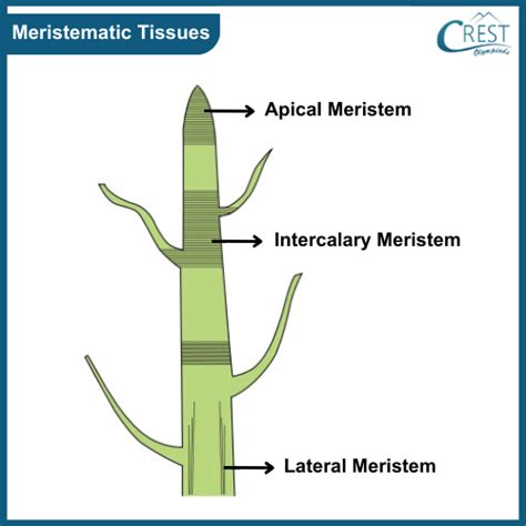 Meristematic Tissue In Plants Diagram