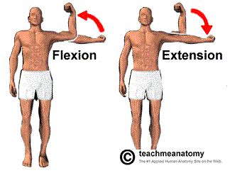 Some movements of synovial joints are flexion and extension. Flexion ...