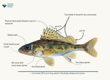 Eurasian Ruffe – Invasive Species Centre