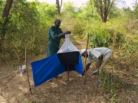 Tsetse Fly Traps - Akagera National Park Rwanda, Rules To obaserve