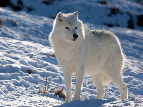 Tundra Animal Facts And Information