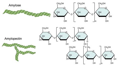 amylose and amylopectin - Amylose consists typically of more than 1000 ...