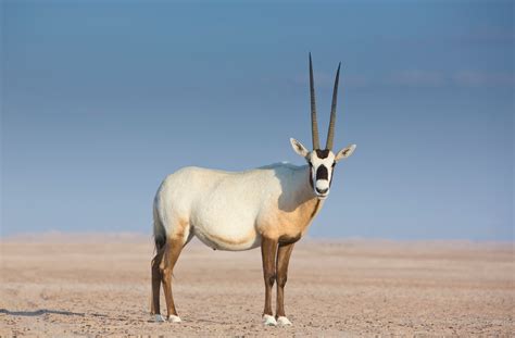 Staying alive, Arabian oryx style - The University of Sydney