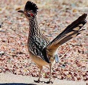 Wildlife - The Mediterranean Biome