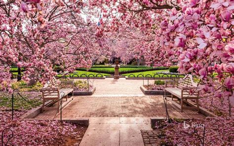 Cherry blossoms at the National Mall, Washington, DC | Cherry blossom ...