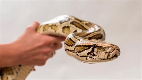 ¿Es recomendable tener una serpiente como mascota? ventajas e ...