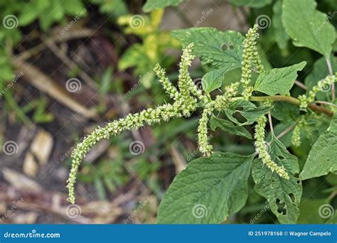 Green Amaranth Flowers, Amaranthus Hybridus, Edible Weed Stock Photo ...