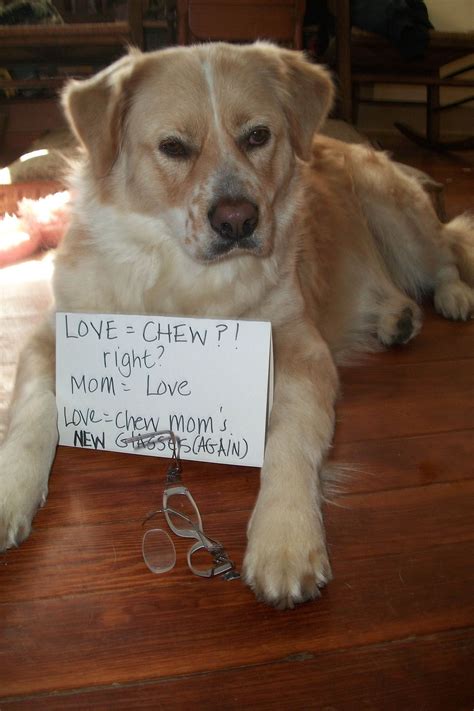 dog shame This just happened at our house. | Funny dog signs, Dog ...