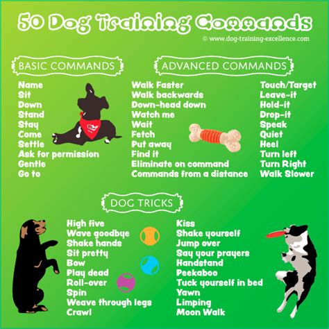 Dog Training Commands Guide: Basic to Advanced