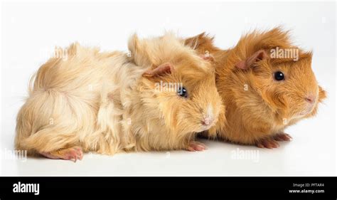 Guinea pigs, Abyssinian guinea pigs, young Abyssinian guinea pigs Stock ...