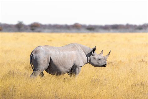 Rhino conservation in a time of crisis - Scienceline