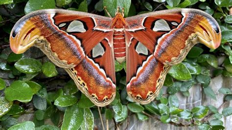 Atlas Moth (List of Butterflies and Moths Available or Previously ...