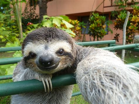 Sloth Sanctuary, Costa Rica | Favorite Places | Pinterest | Sloth and ...