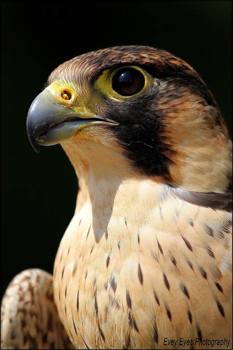 Barbary falcon. by Evey-Eyes on DeviantArt