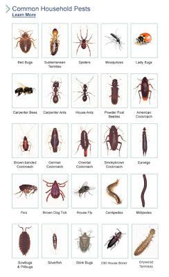 Florida Bugs in 2022 | Bug identification, Insect identification, Bed bugs