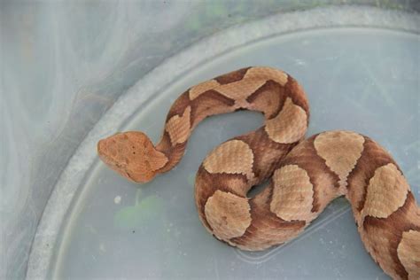 Venomous copperhead snake bites man in N.J. - nj.com