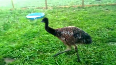 Emus love to dance and play! - YouTube