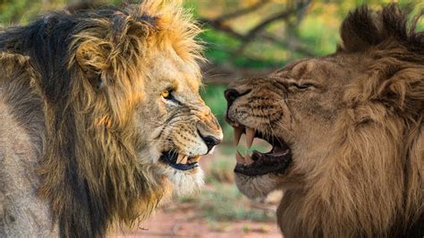 AFRICAN LION VS ASIATIC LION - What if They Would Fight? - YouTube