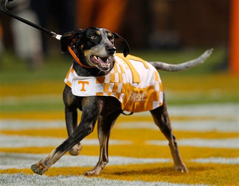 The 25 Best Mascots in College Football - Sports Illustrated