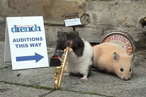 Amazing pictures of hamsters playing tiny Jazz instruments - Mirror Online