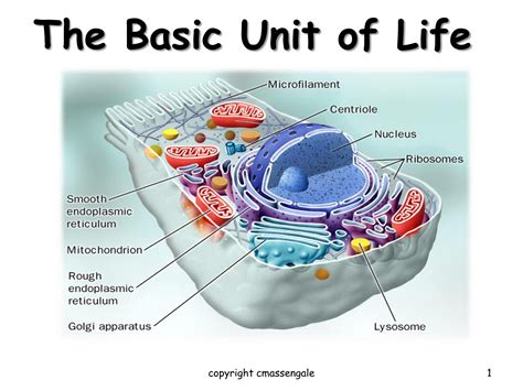 Chapter 3 The Basic Structure Of A Cell - Riset