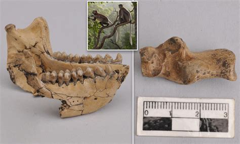 Monkey fossils unearthed in China date back 6.4 MILLION years