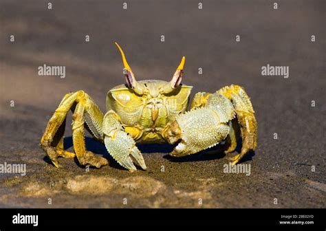 Portrait of horned ghost crab (Ocypode ceratophthalma) standing on sand ...