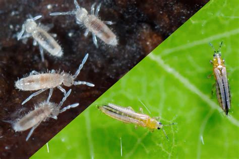 Springtail Vs Thrip: What's The Difference & How To Treat?