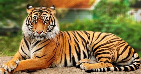 Ini 10 Fakta Menarik Tentang Si Raja Hutan, Harimau (Panthera Tigris ...