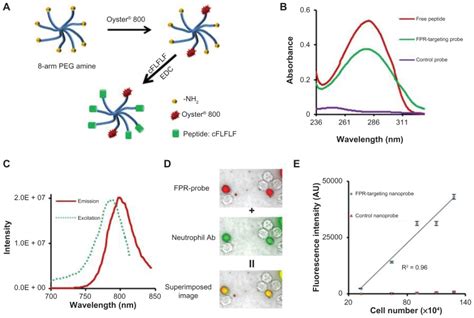 Fabrication and characterization of formyl peptide receptor-targeting ...