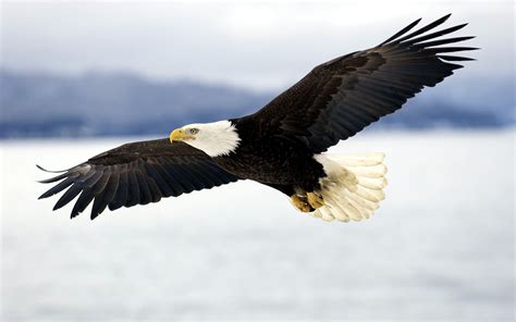 Bald Eagle Flying