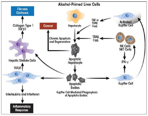 Role of Kupffer cells and hepatic stellate cells in promoting ...