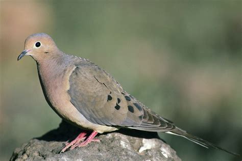 Free picture: up-close, mourning, dove, bird, standing, rock, zenaida ...