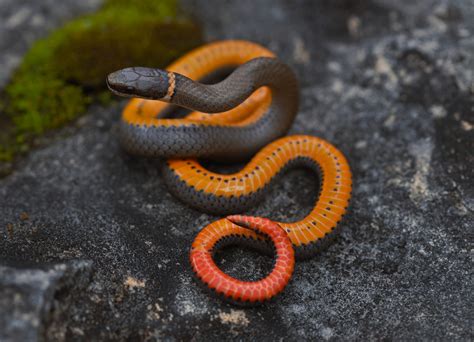 WIYW: Peculiar Friends: Ringneck Snakes - The Watershed Project