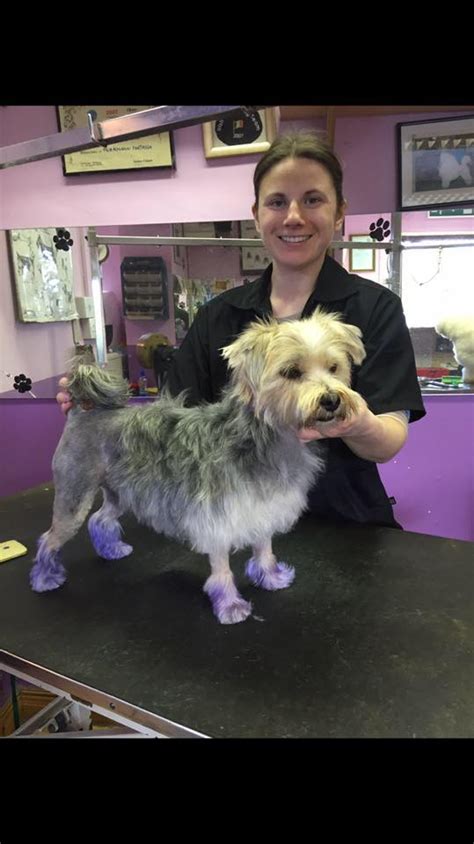 Puppy Love Dog Grooming And Doggy Day Care | Dog Grooming in ...