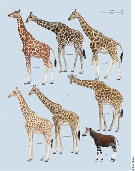 Posted Image | Animal chart | Pinterest | Giraffe, Animal and Wildlife