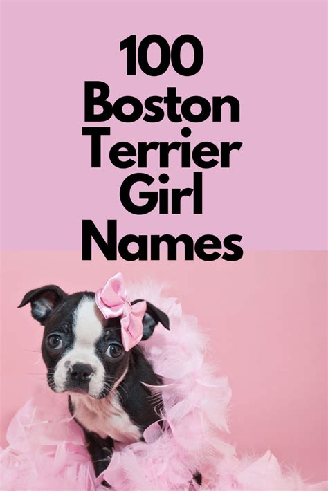 73+ Good Boston Terrier Names Pic - Bleumoonproductions