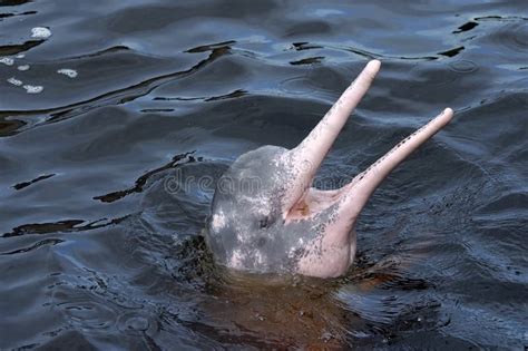 Boto Dolphin In Dark Waters Of Rio Negro Stock Photo - Image of boto ...