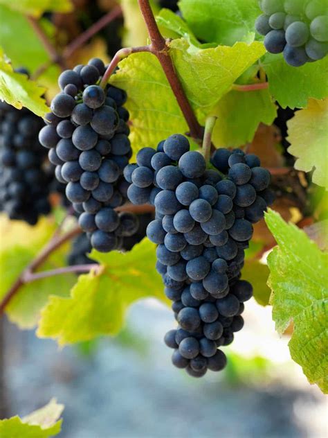 What is Pinot Noir? Your Introduction to a Beloved Red Wine | Halleck ...