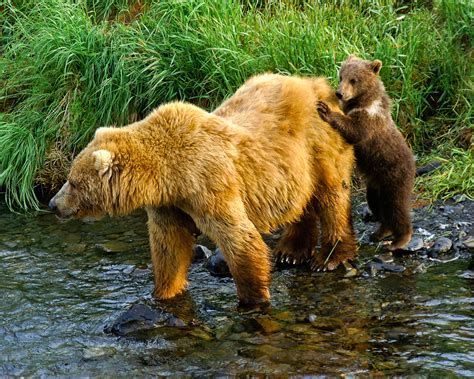 Bear Watching on Kodiak Island - Viewing the World’s Largest Omnivore ...