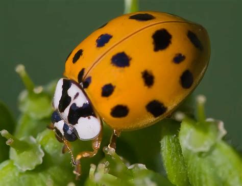 Orange Ladybug Meaning: A Guide To Spiritualism | Simply Symbolism