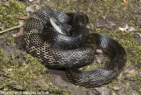 Gray Ratsnake (Herpetofauna of Middle Tennessee) · iNaturalist