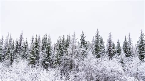 Snowy Forest Landscape · Free Stock Photo