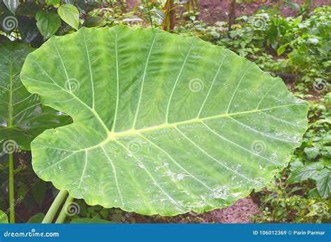 Large Green Leaf of Colocasia Esculenta - Taro, Elephant Ear or Eddoe ...