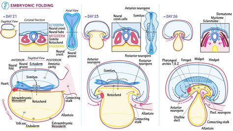 Embryology Fundamentals: Embryonic Folding | ditki medical & biological ...