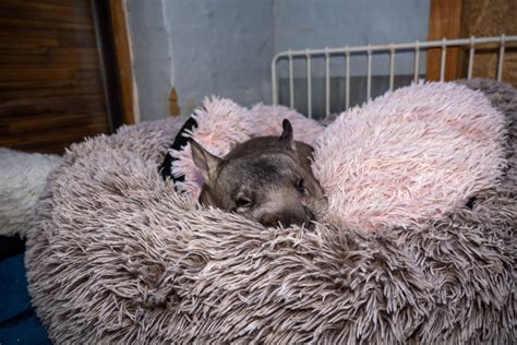 Meet the women on the front line of wombat conservation - Australian ...