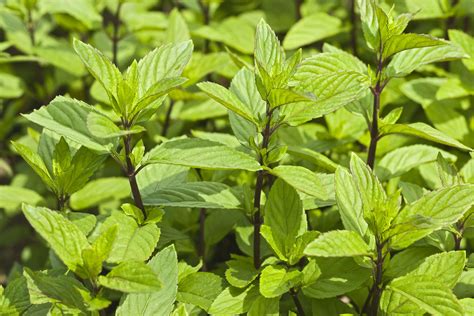 Mint Leaves Types Of Mint Plants - Herbs and Food Recipes