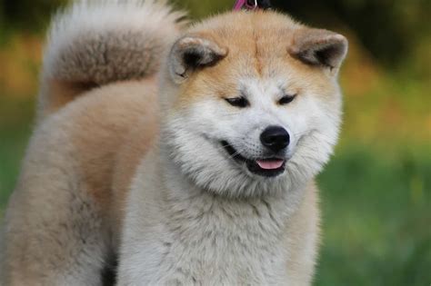 The Guide to Akita Inus: Temperament, Origins & Care