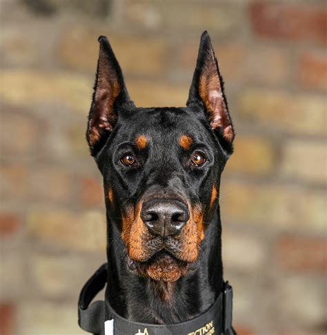 How To Choose Which Type Of Doberman To Get (with Examples) Doberman ...